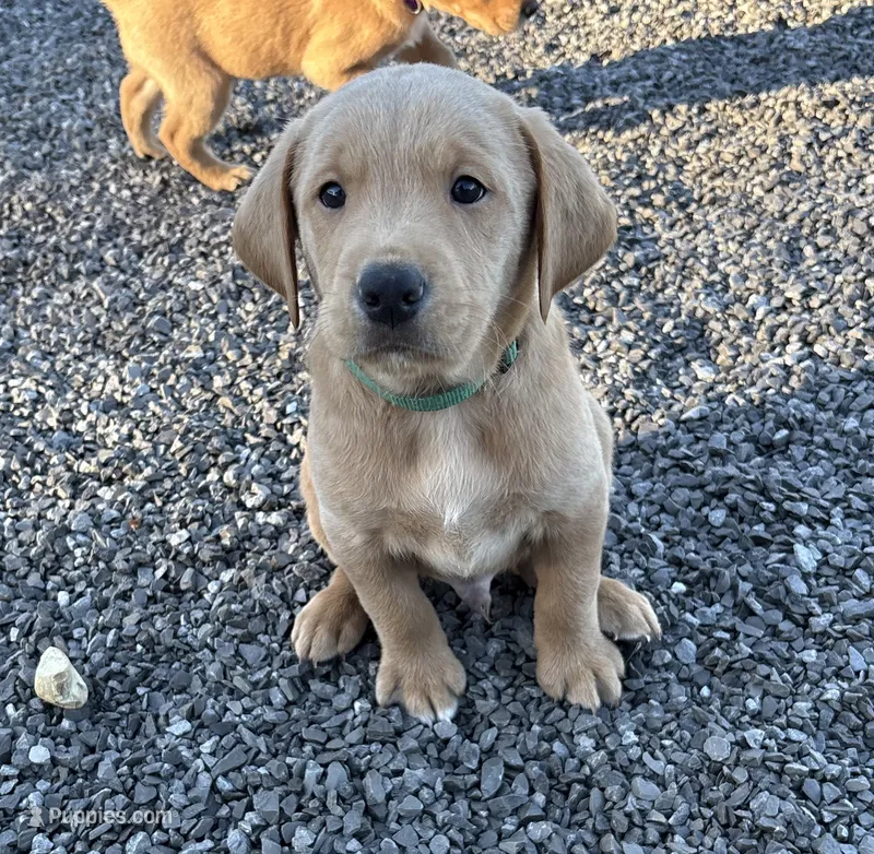 Green collar  – Labrador Retriever puppy for sale in Henderson, KY