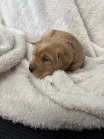 Pink collar, a female Labrador Retriever for sale in Henderson, KY – 2 of 2