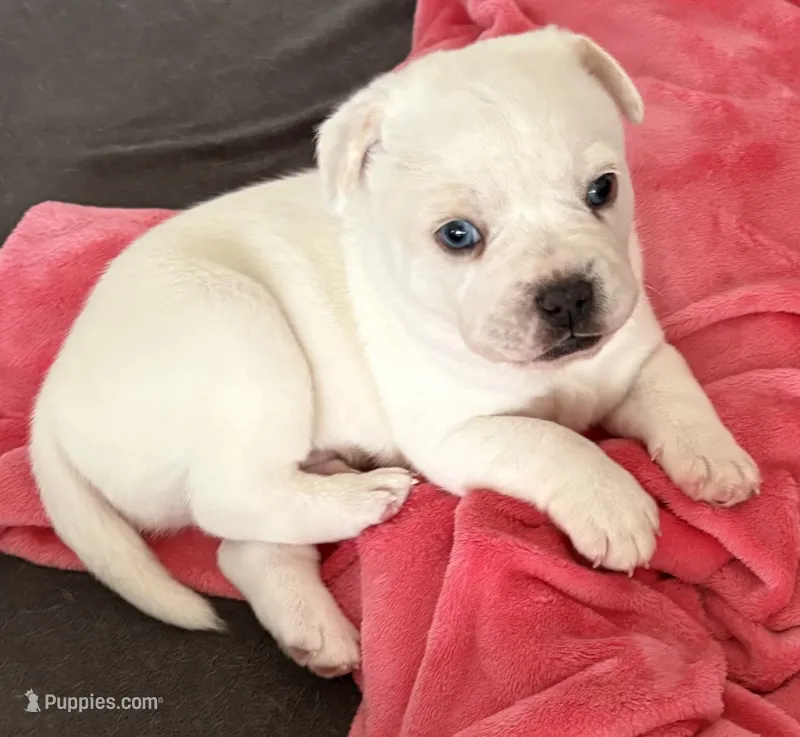 Cream and white boy – French Bulldog, Australian Cattle Dog puppy for sale in Henderson, KY