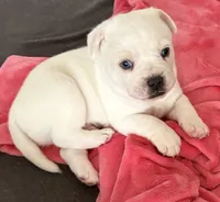 Cream and white boy, a male French Bulldog and Australian Cattle Dog for sale in Henderson, KY – 1 of 1