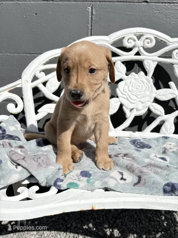 Purple collar – Labrador Retriever puppy for sale in Henderson, KY