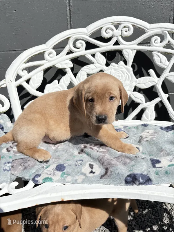 Green collar  – Labrador Retriever puppy for sale in Henderson, KY