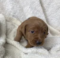 Periwinkle, a female Labrador Retriever for sale in Henderson, KY – 3 of 3