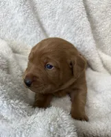 Periwinkle, a female Labrador Retriever for sale in Henderson, KY – 2 of 3