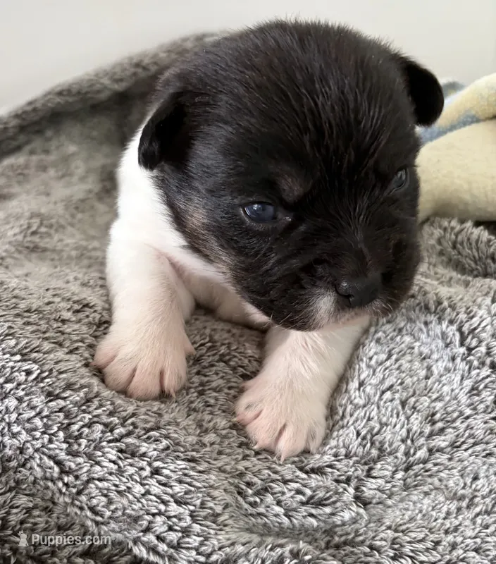 black and white boy – French Bulldog, Beagle puppy for sale in Henderson, KY