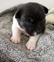 black and white boy, a male French Bulldog and Beagle for sale in Henderson, KY – 1 of 1