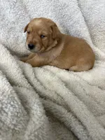 Purple collar, a female Labrador Retriever for sale in Henderson, KY – 2 of 2