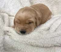 Red collar, a male Labrador Retriever for sale in Henderson, KY – 1 of 2