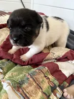 black and white boy, a male French Bulldog and Australian Cattle Dog for sale in Henderson, KY – 2 of 2