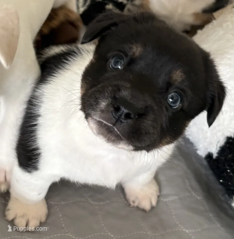 Oreo – French Bulldog, Australian Cattle Dog puppy for sale in Henderson, KY