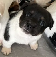 Oreo, a male French Bulldog and Australian Cattle Dog for sale in Henderson, KY – 1 of 3