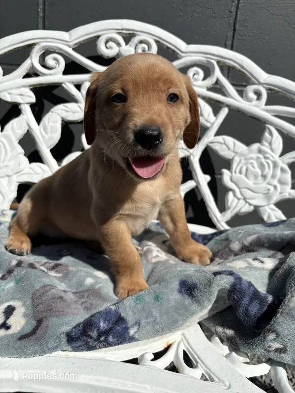 Red collar – Labrador Retriever puppy for sale in Henderson, KY