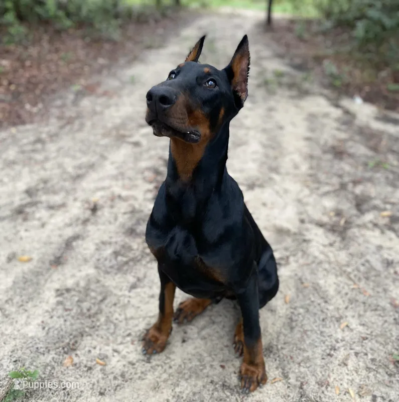 Doberman , a male Doberman Pinscher for sale in Ocala, FL – 1 of 10