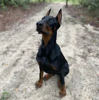 Doberman , a male Doberman Pinscher for sale in Ocala, FL – 1 of 10