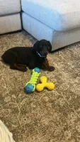 Doberman , a male Doberman Pinscher for sale in Ocala, FL – 5 of 10