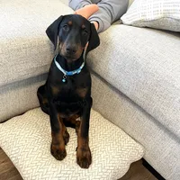 Doberman , a male Doberman Pinscher for sale in Ocala, FL – 3 of 10