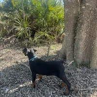 Doberman , a male Doberman Pinscher for sale in Ocala, FL – 4 of 10