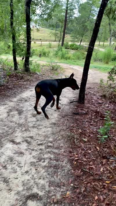 Doberman , a male Doberman Pinscher for sale in Ocala, FL – 10 of 10