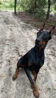 Doberman , a male Doberman Pinscher for sale in Ocala, FL – 9 of 10