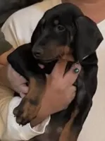 Doberman , a male Doberman Pinscher for sale in Ocala, FL – 6 of 10