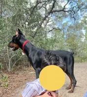 Doberman , a male Doberman Pinscher for sale in Ocala, FL – 8 of 10