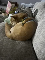 Aspen, a male Shiba Inu for sale in Newark, OH – 3 of 3