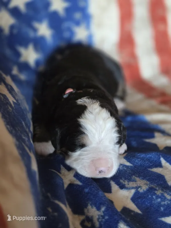 SARAH – Bernese Mountain Dog puppy for sale in Rexburg, ID