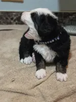BLU, a male Bernese Mountain Dog for sale in Rexburg, ID – 6 of 7