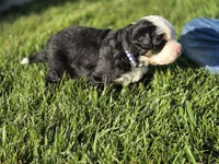 BLU, a male Bernese Mountain Dog for sale in Rexburg, ID – 4 of 7