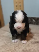 SARAH, a female Bernese Mountain Dog for sale in Rexburg, ID – 5 of 7