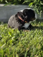 BETH, a female Bernese Mountain Dog for sale in Rexburg, ID – 2 of 7
