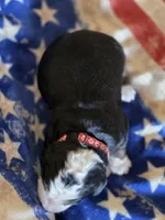 RIP, a male Bernese Mountain Dog for sale in Rexburg, ID – 2 of 4