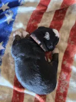 GRACIE, a female Bernese Mountain Dog for sale in Rexburg, ID – 2 of 5