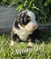 EVE, a female Bernese Mountain Dog for sale in Rexburg, ID – 2 of 7