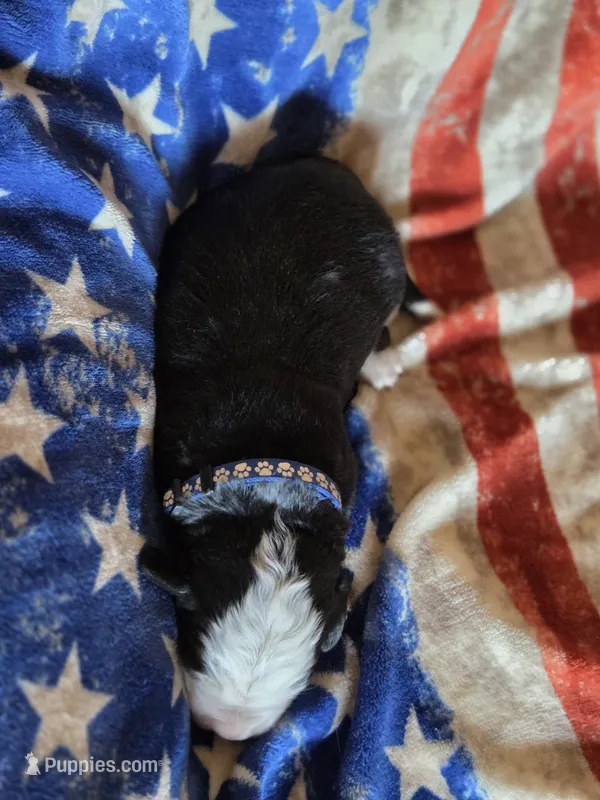 BLU – Bernese Mountain Dog puppy for sale in Rexburg, ID