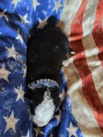 BLU, a male Bernese Mountain Dog for sale in Rexburg, ID – 1 of 4