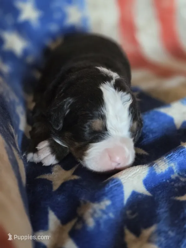 BETH – Bernese Mountain Dog puppy for sale in Rexburg, ID