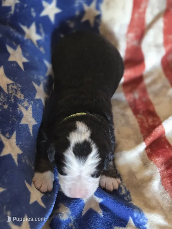 JOE – Bernese Mountain Dog puppy for sale in Rexburg, ID