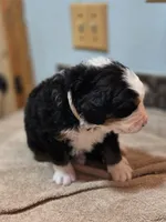 EVE, a female Bernese Mountain Dog for sale in Rexburg, ID – 5 of 7
