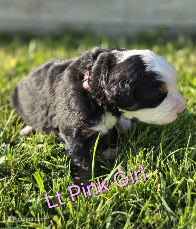 SARAH – Bernese Mountain Dog puppy for sale in Rexburg, ID