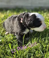 SARAH, a female Bernese Mountain Dog for sale in Rexburg, ID – 1 of 7