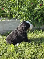 GRACIE, a female Bernese Mountain Dog for sale in Rexburg, ID – 2 of 6