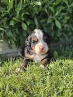 BETH, a female Bernese Mountain Dog for sale in Rexburg, ID – 3 of 7