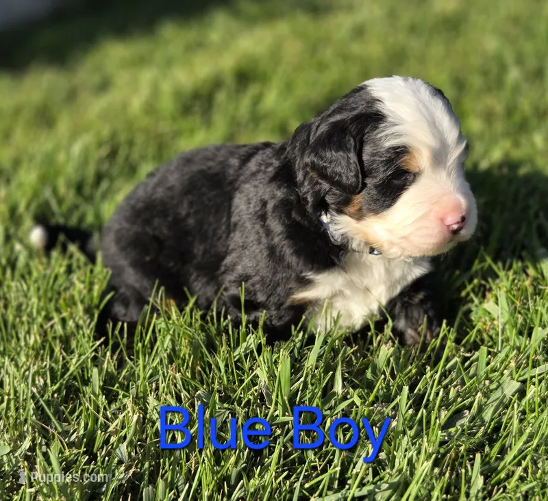 BLU – Bernese Mountain Dog puppy for sale in Rexburg, ID