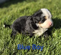 BLU, a male Bernese Mountain Dog for sale in Rexburg, ID – 1 of 7
