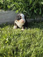EVE, a female Bernese Mountain Dog for sale in Rexburg, ID – 3 of 7