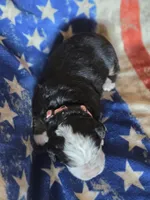 SARAH, a female Bernese Mountain Dog for sale in Rexburg, ID – 2 of 4