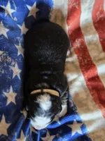 EVE, a female Bernese Mountain Dog for sale in Rexburg, ID – 2 of 4