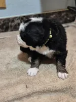 JOE, a male Bernese Mountain Dog for sale in Rexburg, ID – 6 of 7