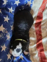 JOE, a male Bernese Mountain Dog for sale in Rexburg, ID – 3 of 4
